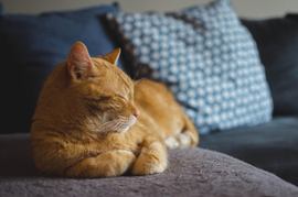 Cat Protects $100K Scratch-Off Ticket in Australia - Casino News Thumbnail