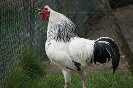 Drug Probe in Washington Reveals Illegal Cockfighting Operation - Casino News Thumbnail