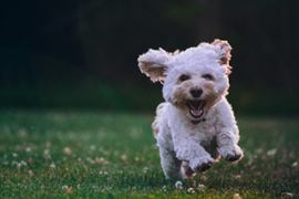 "Man Strikes It Rich After His Dog Sitter Cancels"